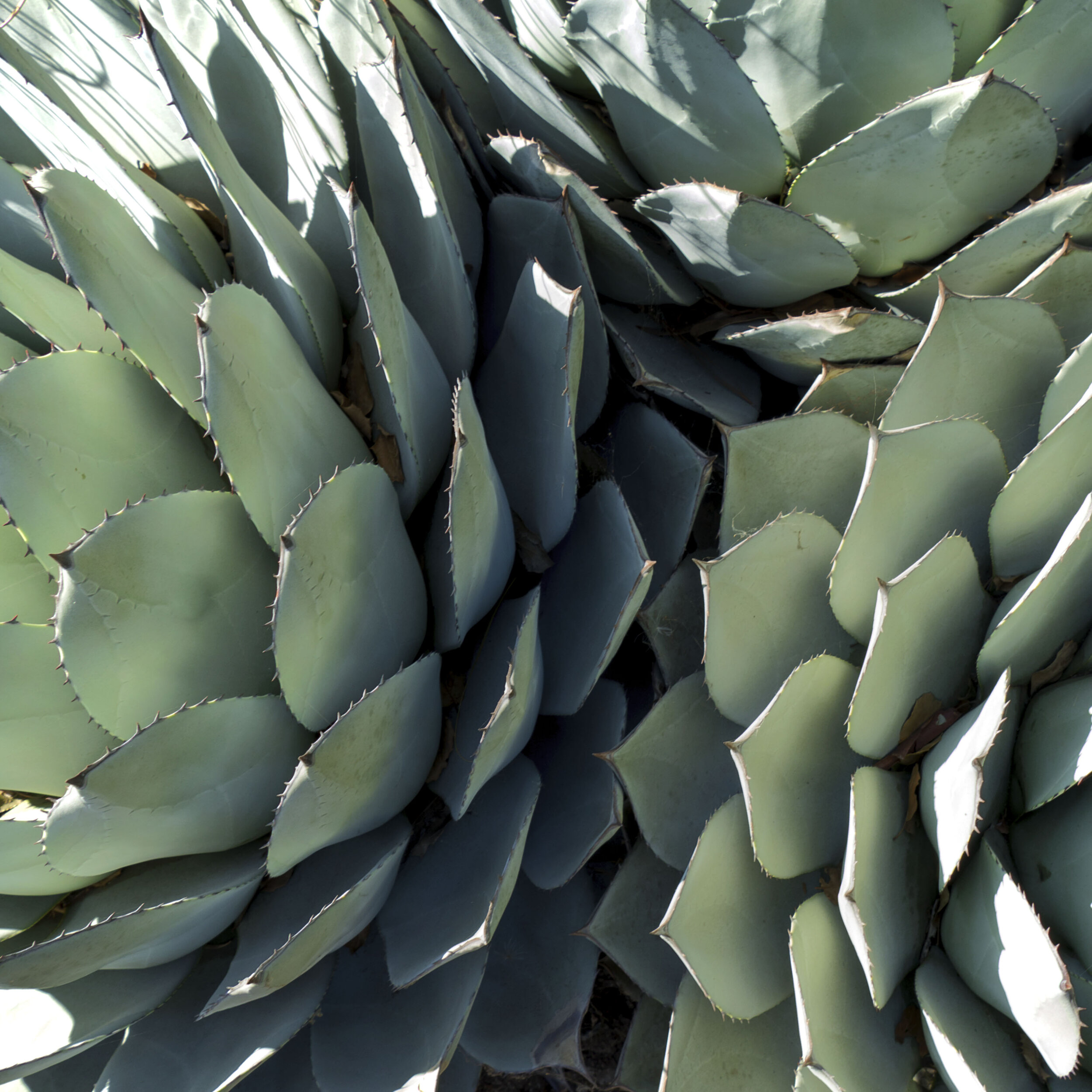 Cacti Agave 3 SQ.jpg