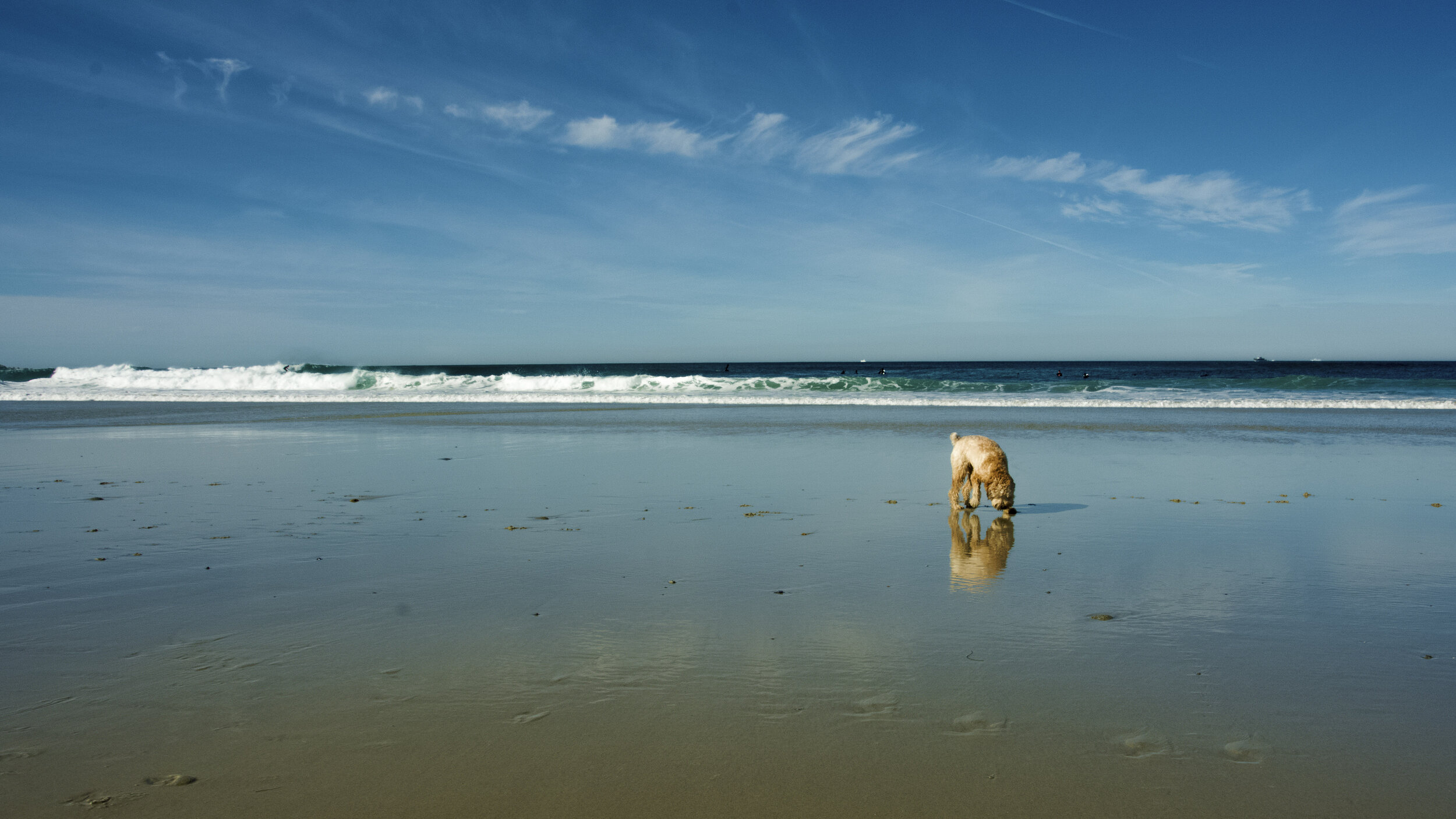 Dog & Beach Landscape.jpg