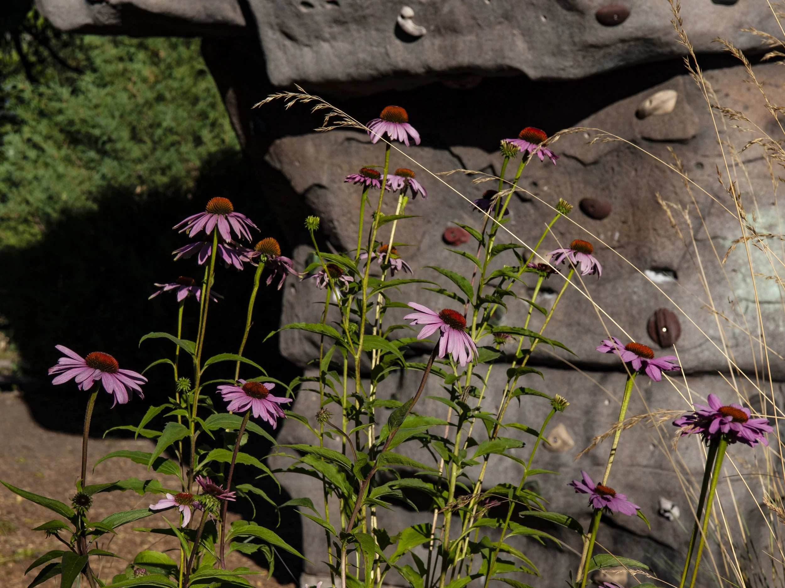 P8256827.JPG