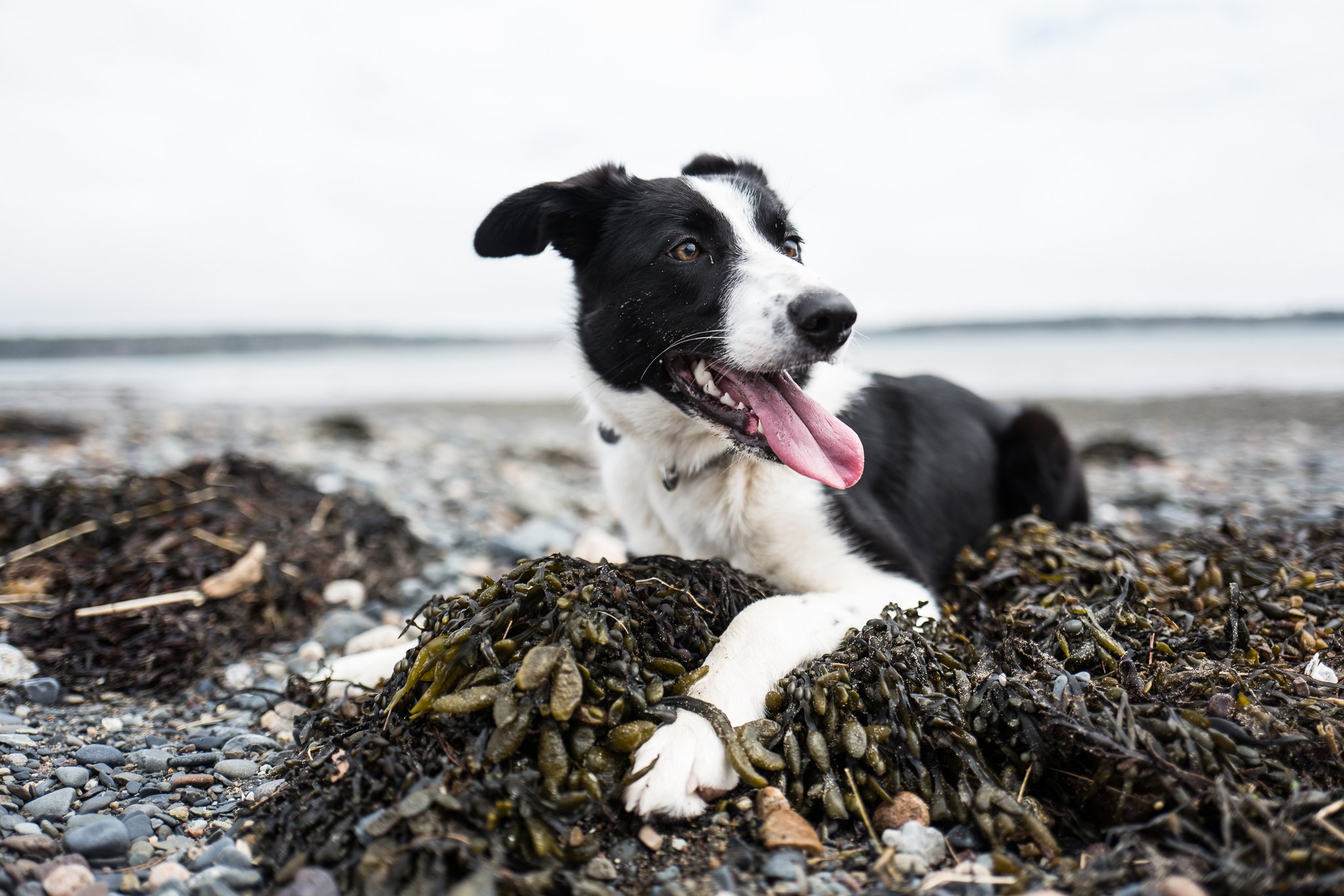 Doggy  Beach Portraits - Fernandina Beach