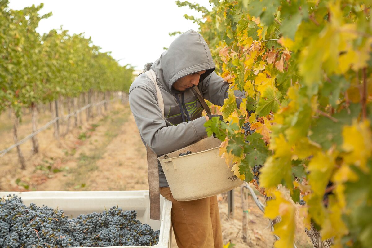  Picture of Gilbert harvesting grapes in the vineyard. 