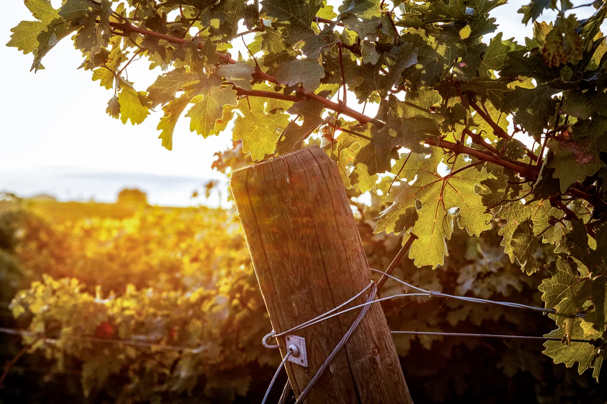  Sunrise in a vineyard. 