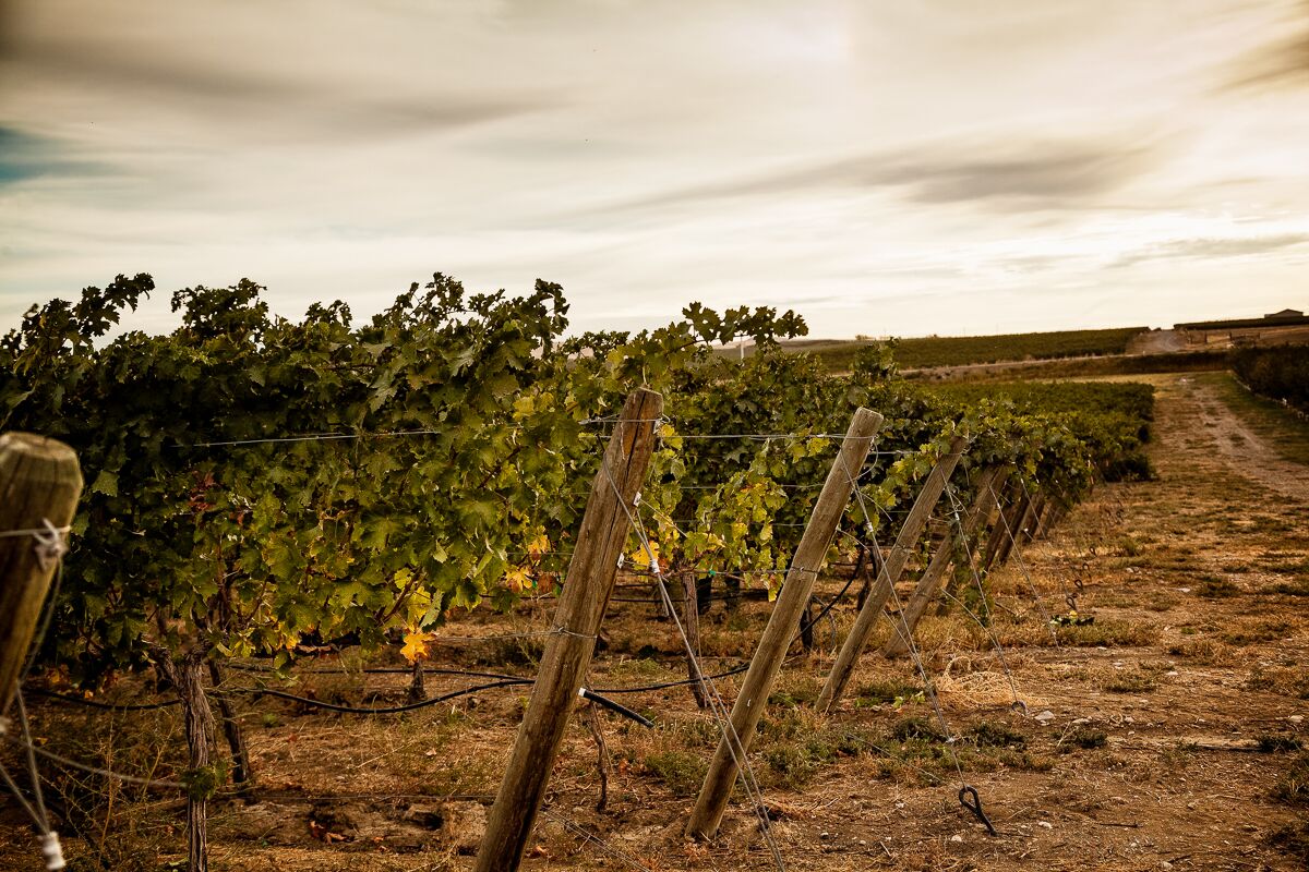  Picture of vineyard. 