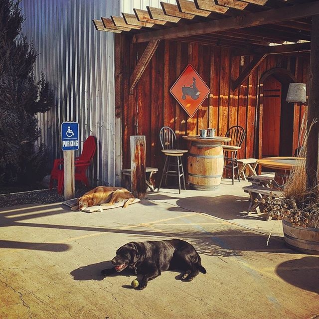 Outside of tasting room with dog.