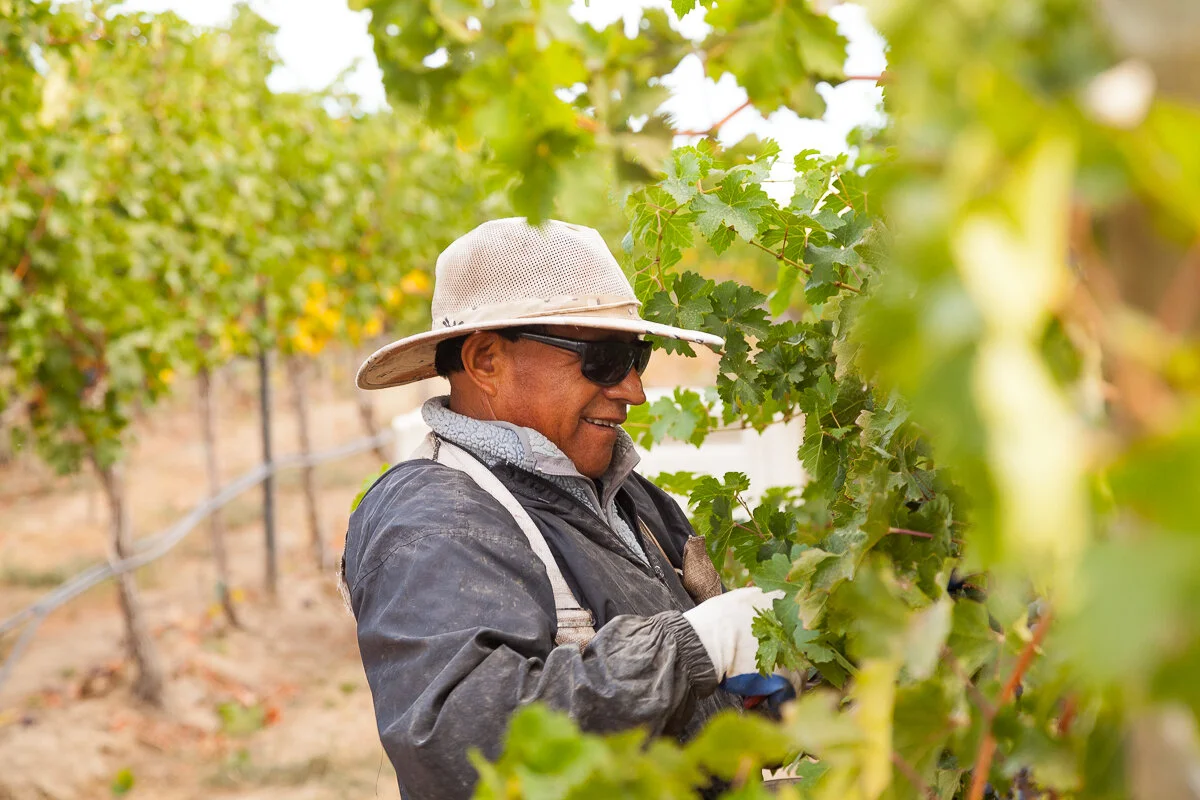 A Successful Harvest Begins in the Vineyard