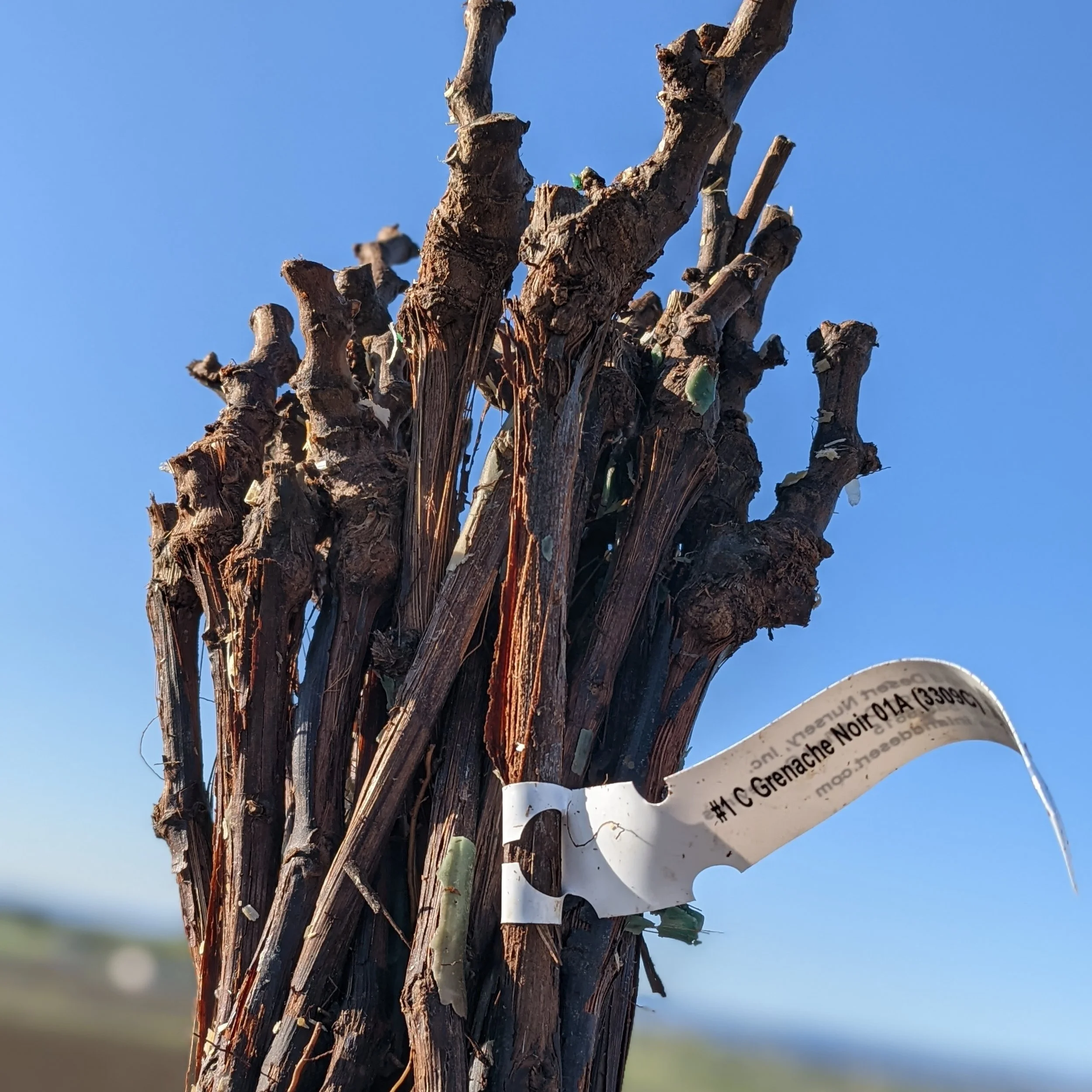 Plant a Vineyard with Us!