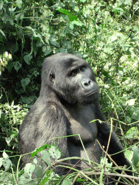 9 Silverback portrait, Bwindi.jpg