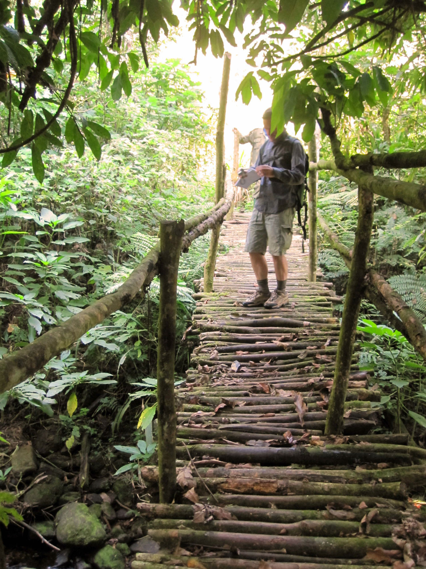 Bridge over the River, Bwindi.JPG