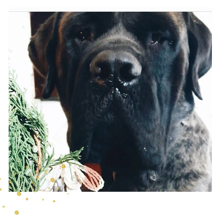 FREE: Starlings Story Time + Doggie Tales