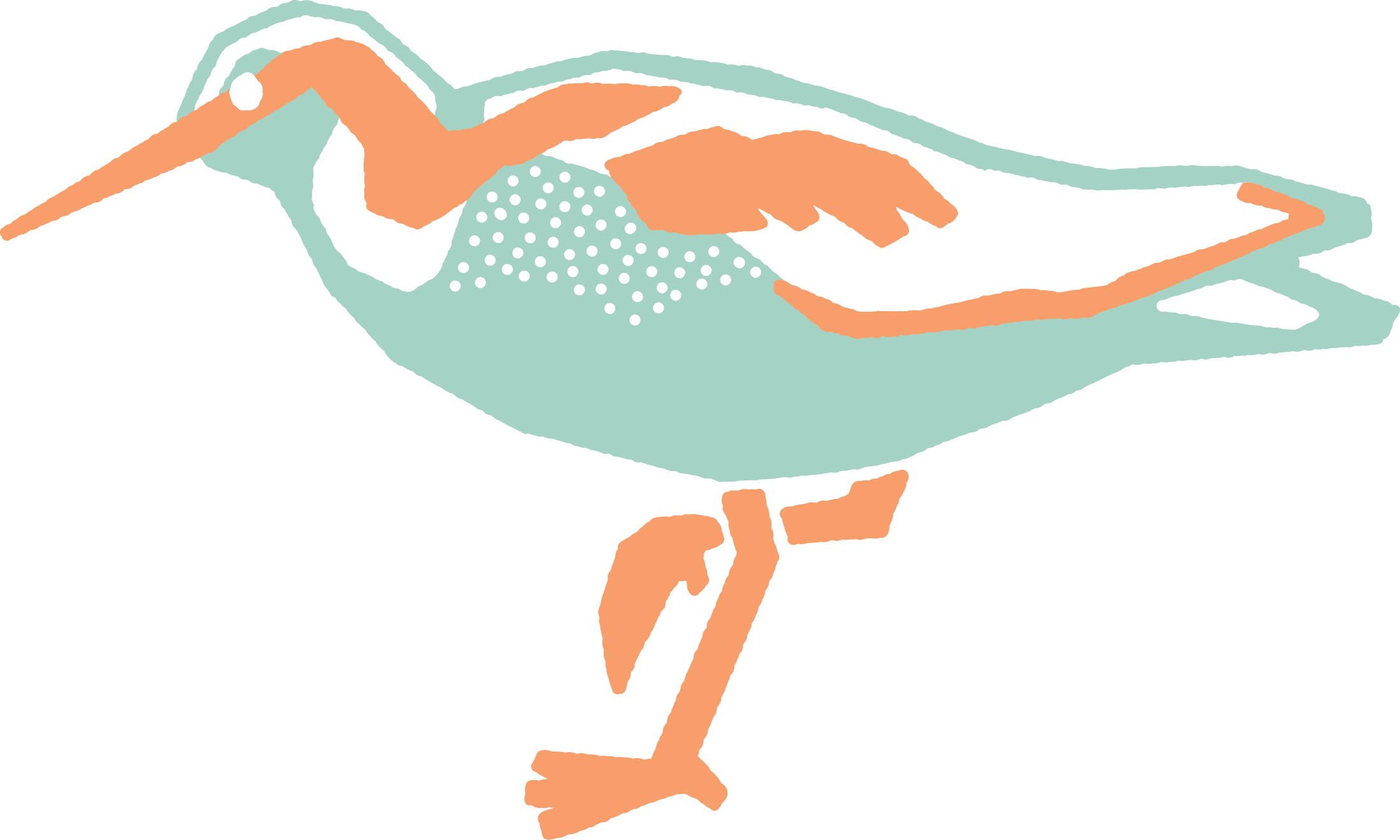 Bird Collective Great Salt Lake merch collection Wilson's Phalarope illustration design detail