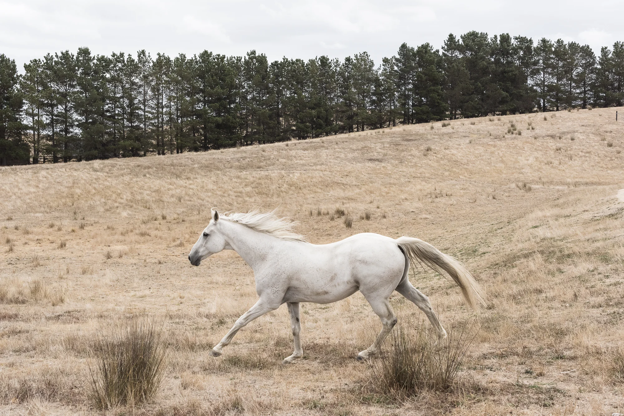 Binda2019-7493.jpg