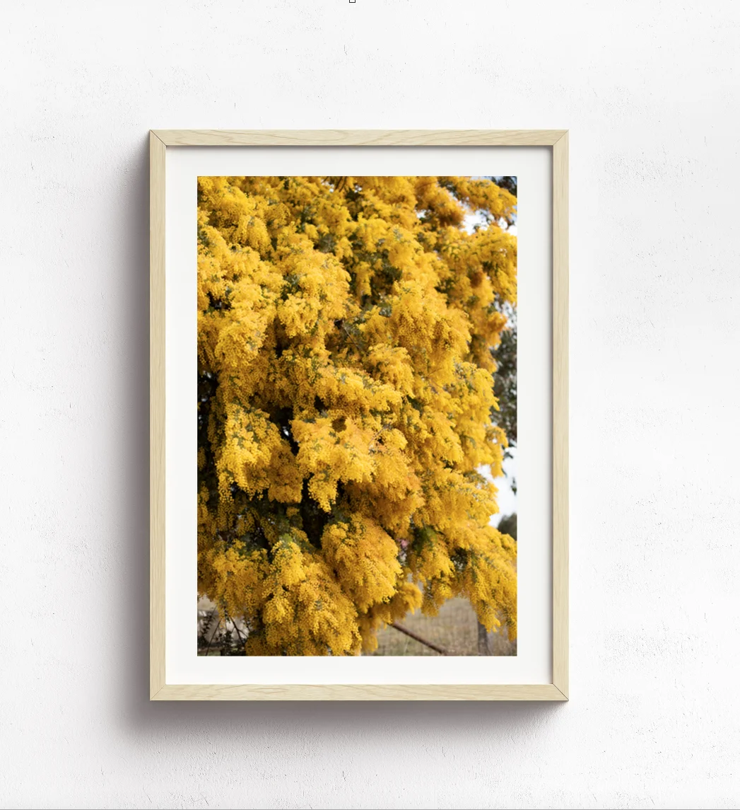 Wattle