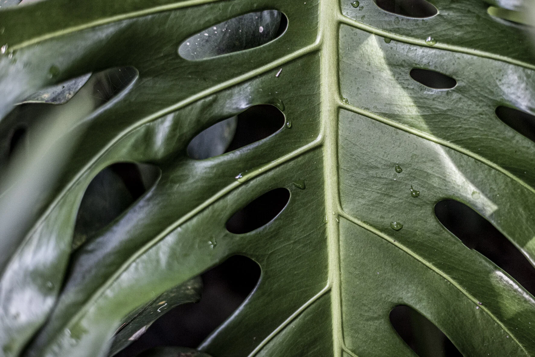 GreenTextures_SamMackie15cm300dpi-6801.jpg