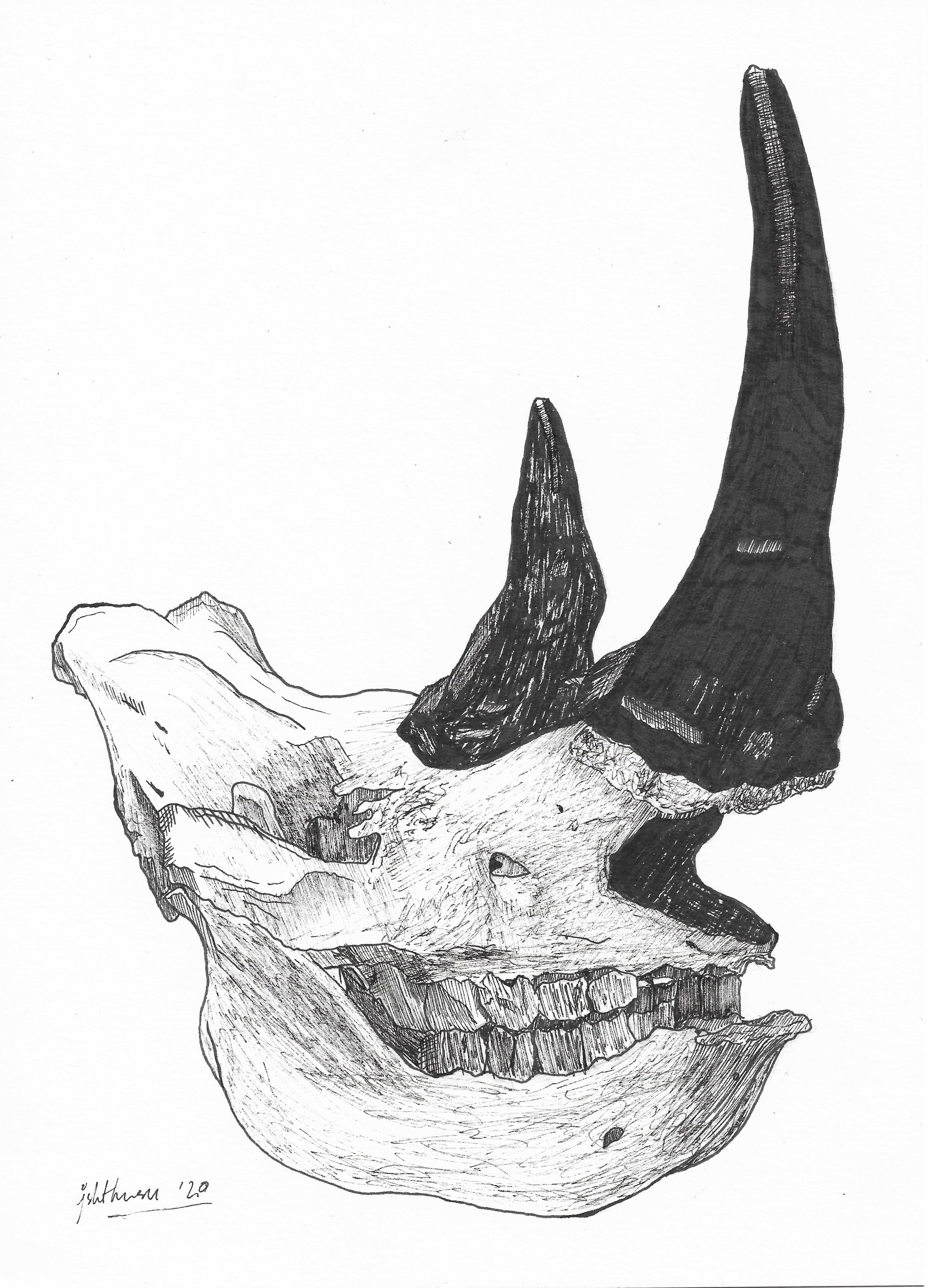 White Rhinoceros Skull, 2020