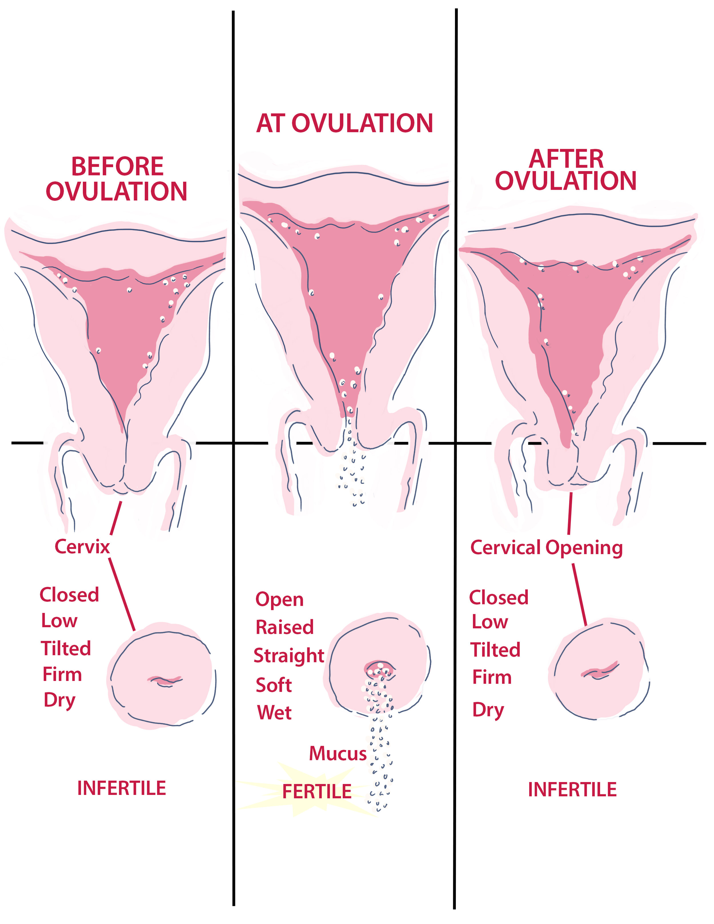 Your Amazing Cervix — Mother Nurture Wellness