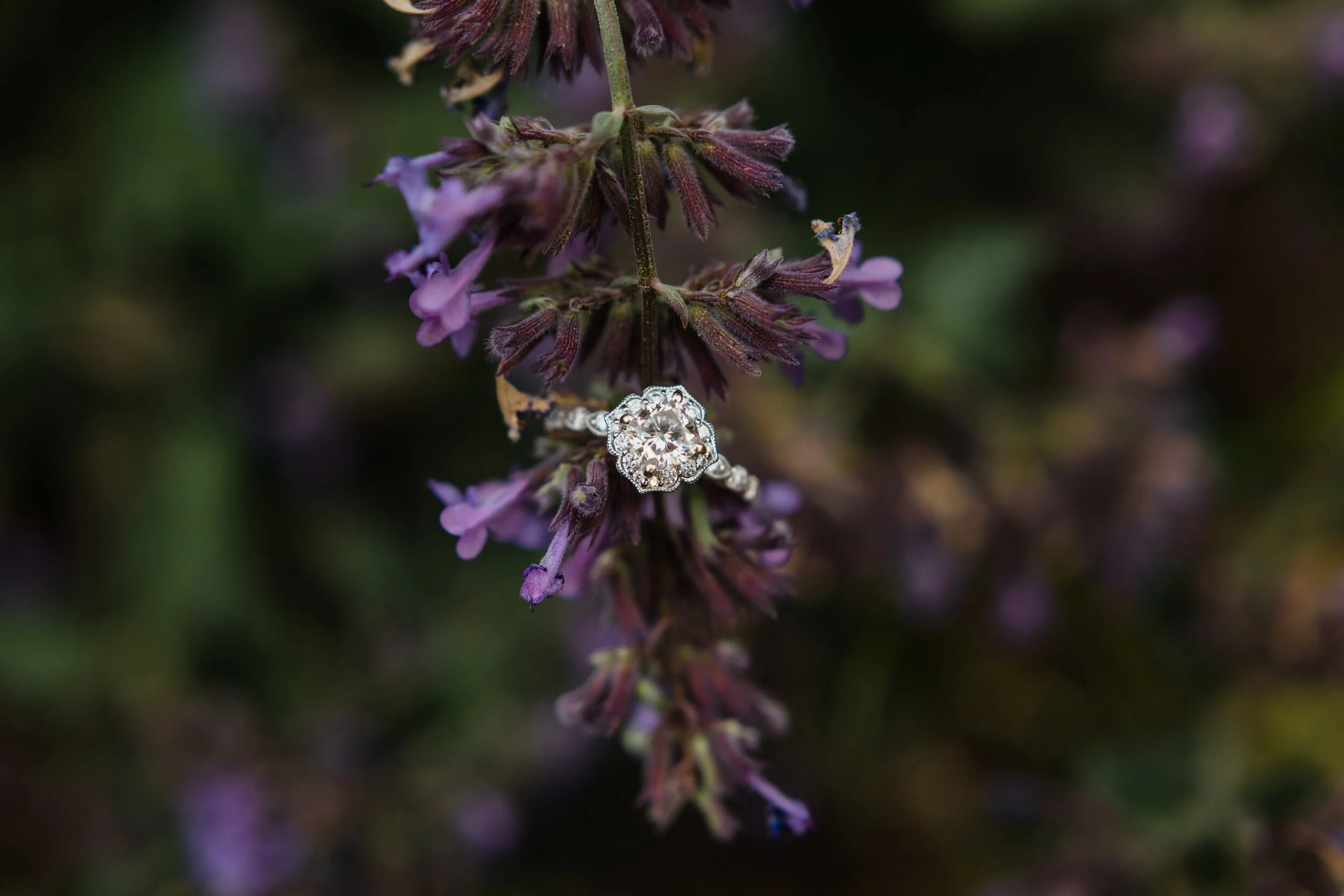 A&C_Engagement-44.jpg