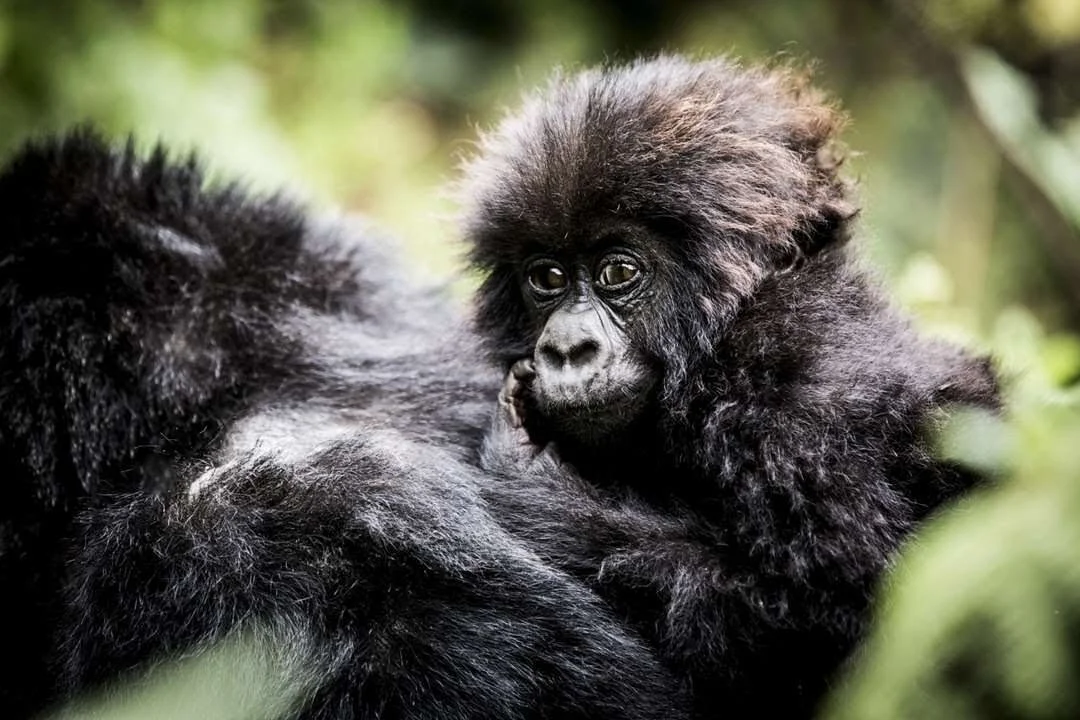 Seek Out These Wildlife Sightings on Your Next Safari With Wilderness Safaris