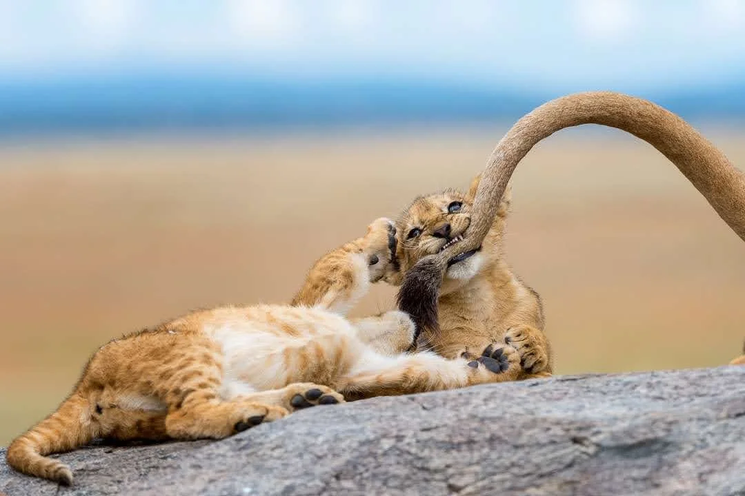 Wilderness Safaris Photographic Competition 2020 - Africa In Focus