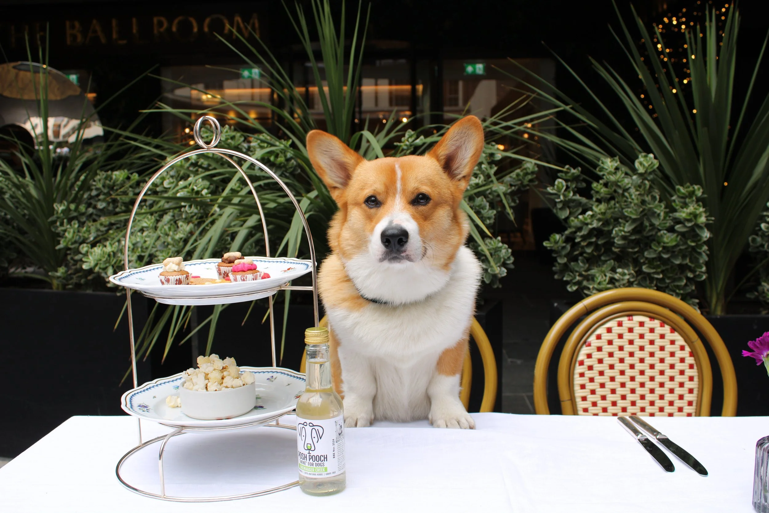 The Biltmore Mayfair Hosts Corgi Afternoon Tea On Friday 27th May In Celebration Of The Queen's Platinum Jubilee