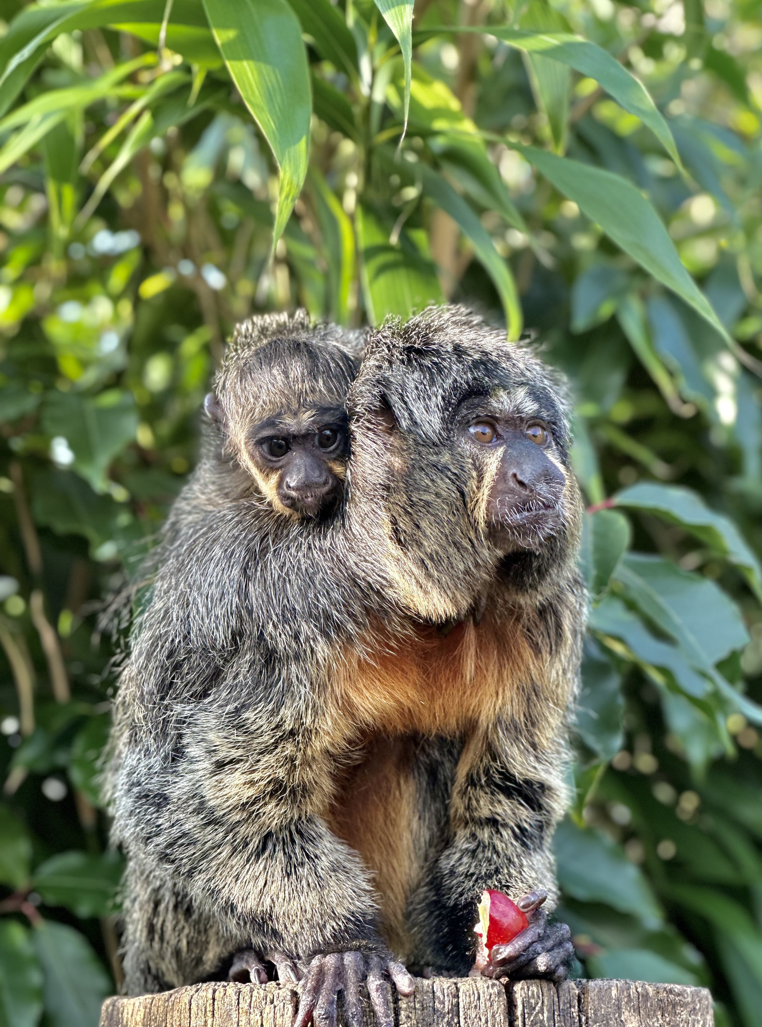 A new born Saki monkey with mum at Chessington.jpeg