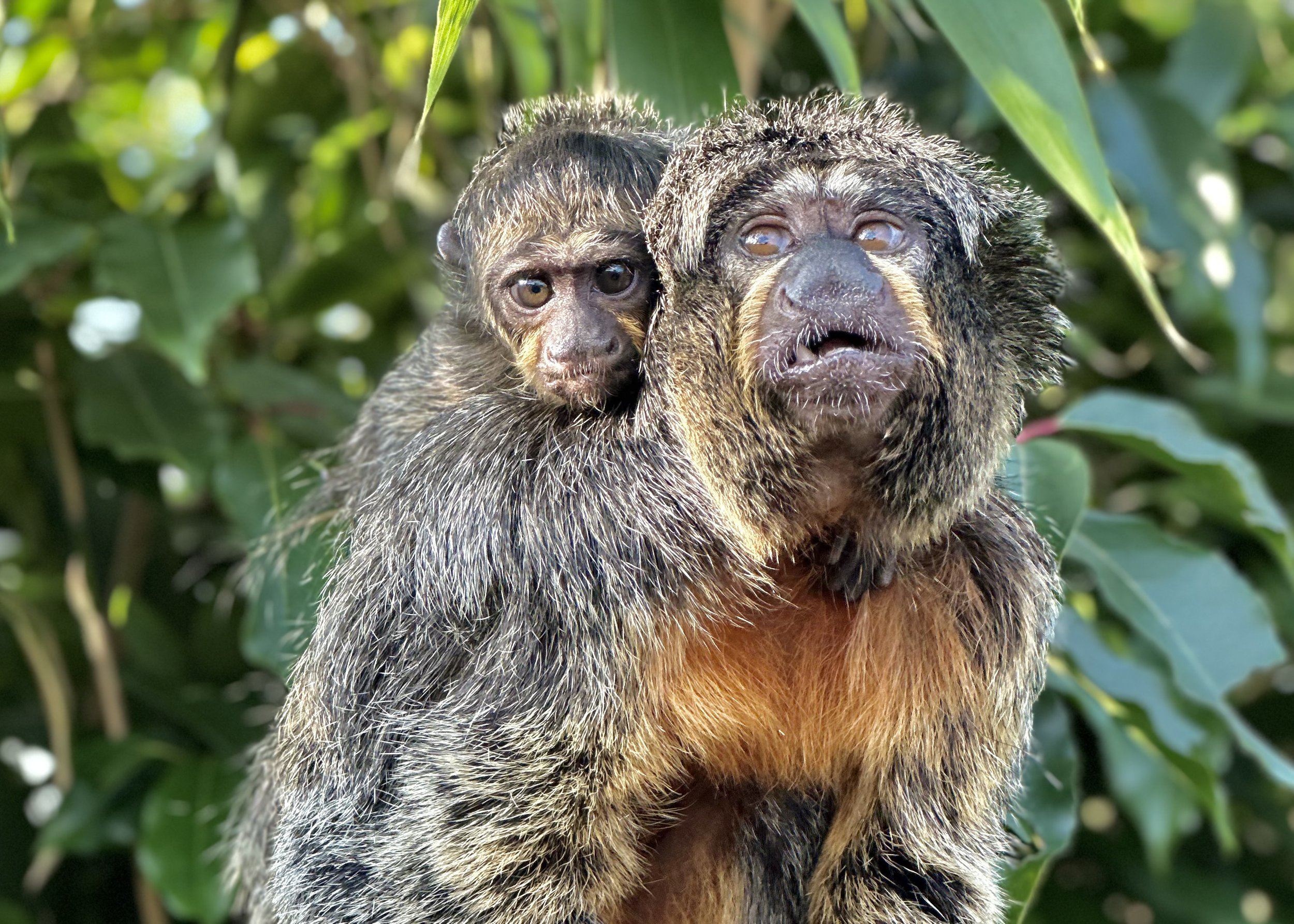 Chessington welcome new baby Saki monkey just in time for Mother's Day.jpeg