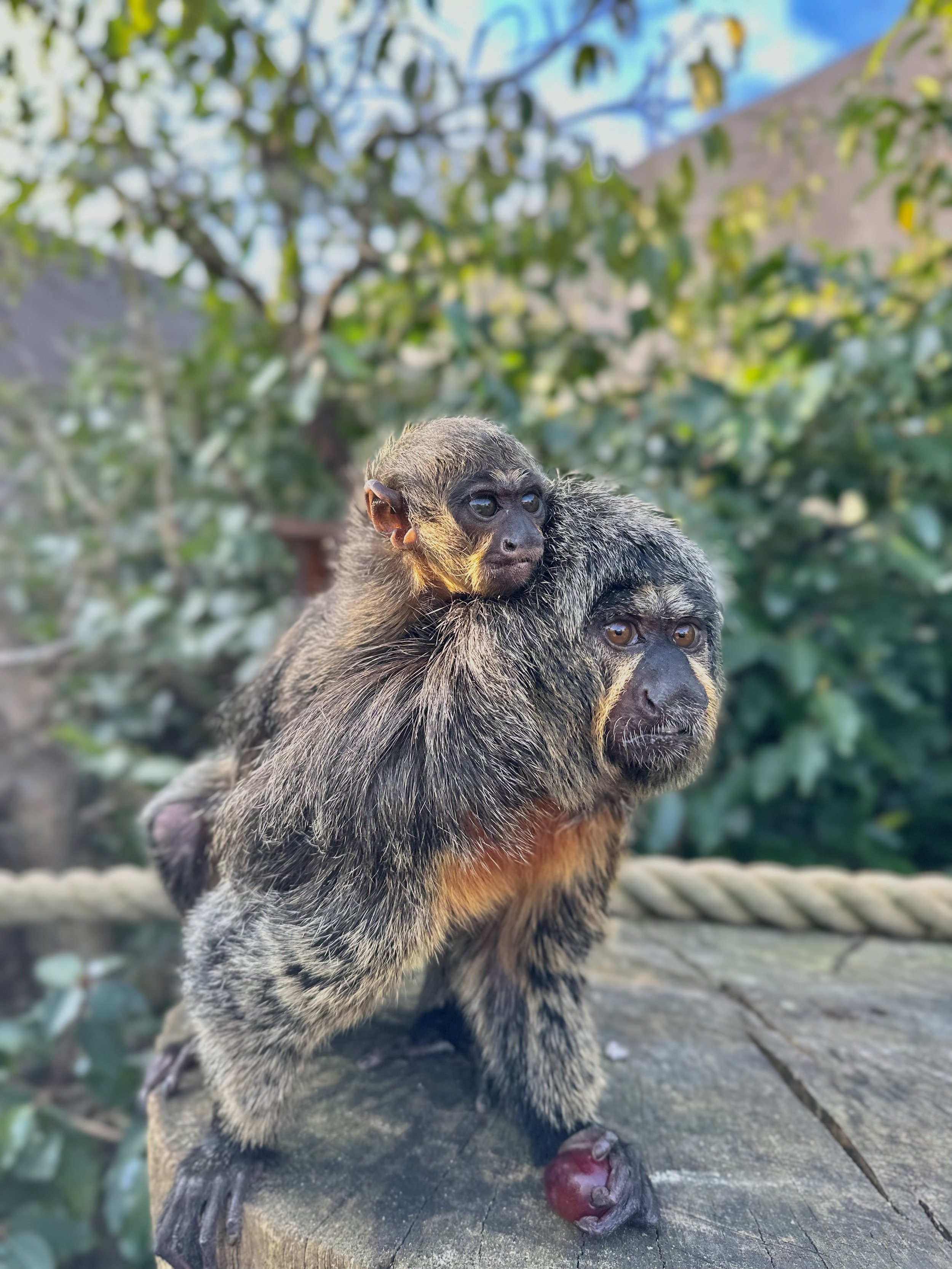 New born Saki monkey with mum at Chessington World of Adventures Resort.jpeg