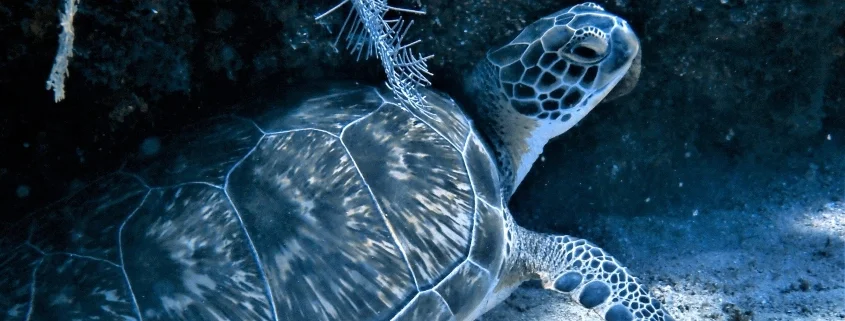 Roatan-Turtle-1.webp