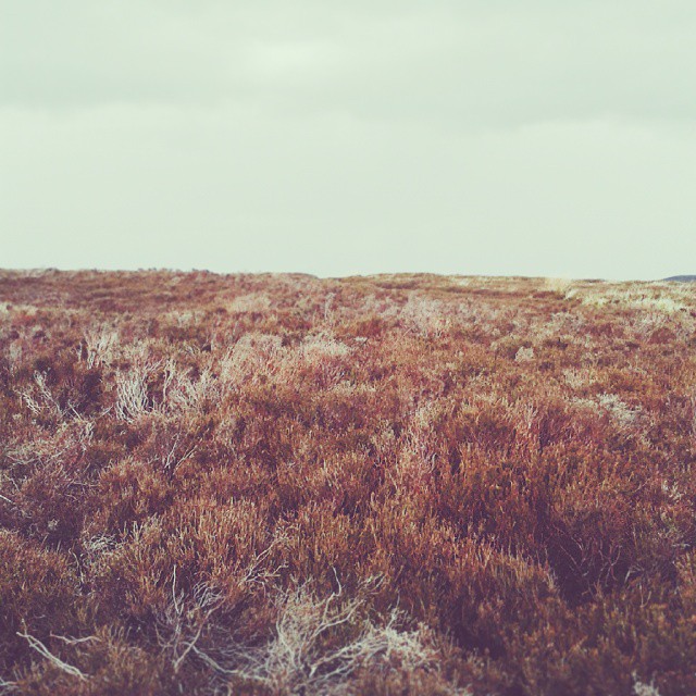 North York Moors 2.jpg