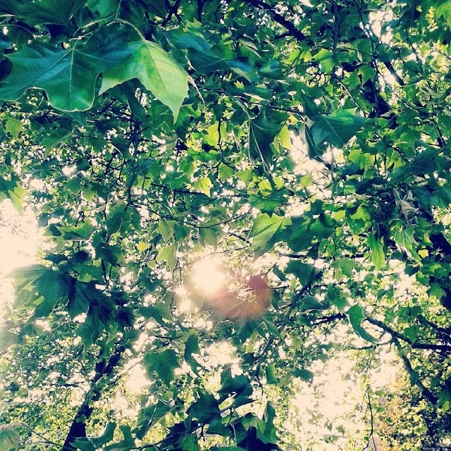 Leaves.jpg
