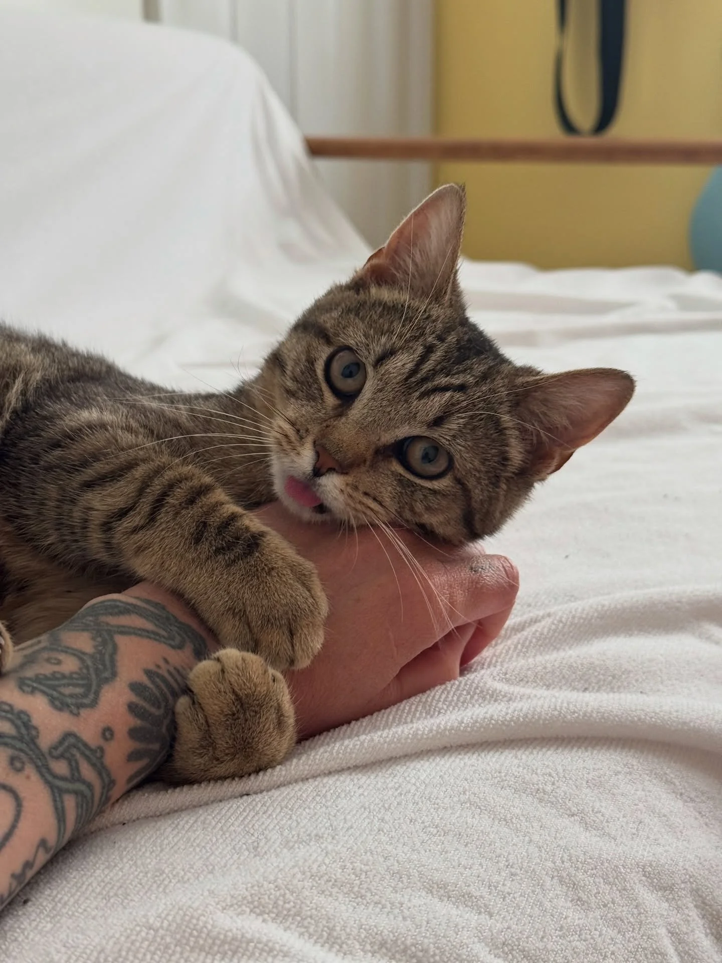 📣 PLEASE SHARE and help us find this kitten a forever home!!

We recently took in a stray that had been living in our backyard and visiting with our cats for several weeks. She&rsquo;s about ~6 months old and was pregnant when we finally got her to 