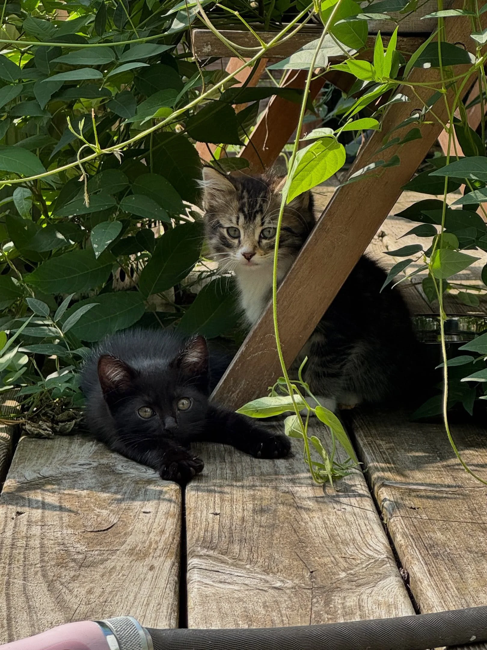 🚨FOSTER OR FOREVER HOME NEEDED!!🚨 we&rsquo;ve got 2 kittens and a mama in our backyard, living under the porch and we can&rsquo;t keep them. We are going to have to make arrangements soon to get them spayed/neutered so they don&rsquo;t multiply but