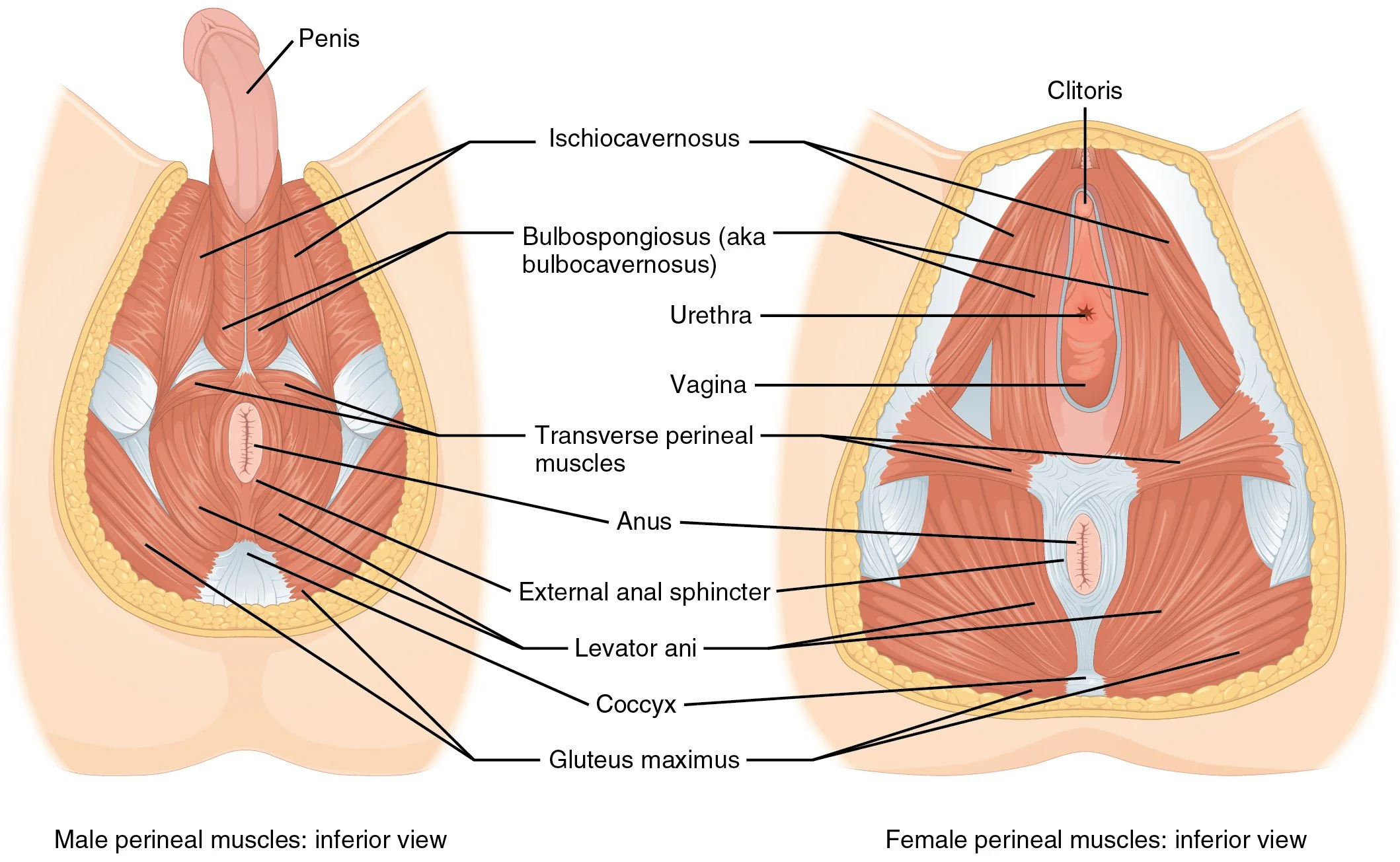 Dry needling for the Pelvic Floor
