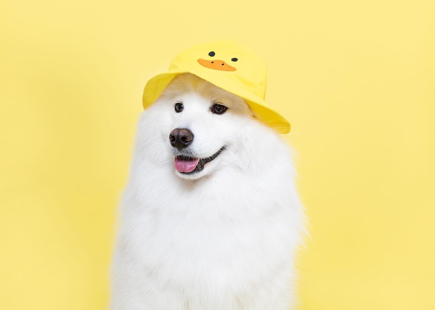 We are ready for some sunshine 🐤🐥☀️