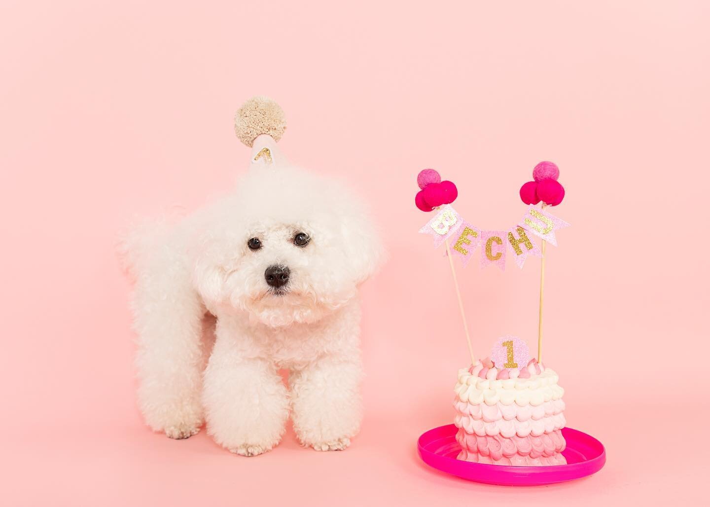 We love celebrating birthdays here at Say Woof🎉💖 If your dog has a birthday coming up, make sure you book with us🎂 This photos will last life time🤍