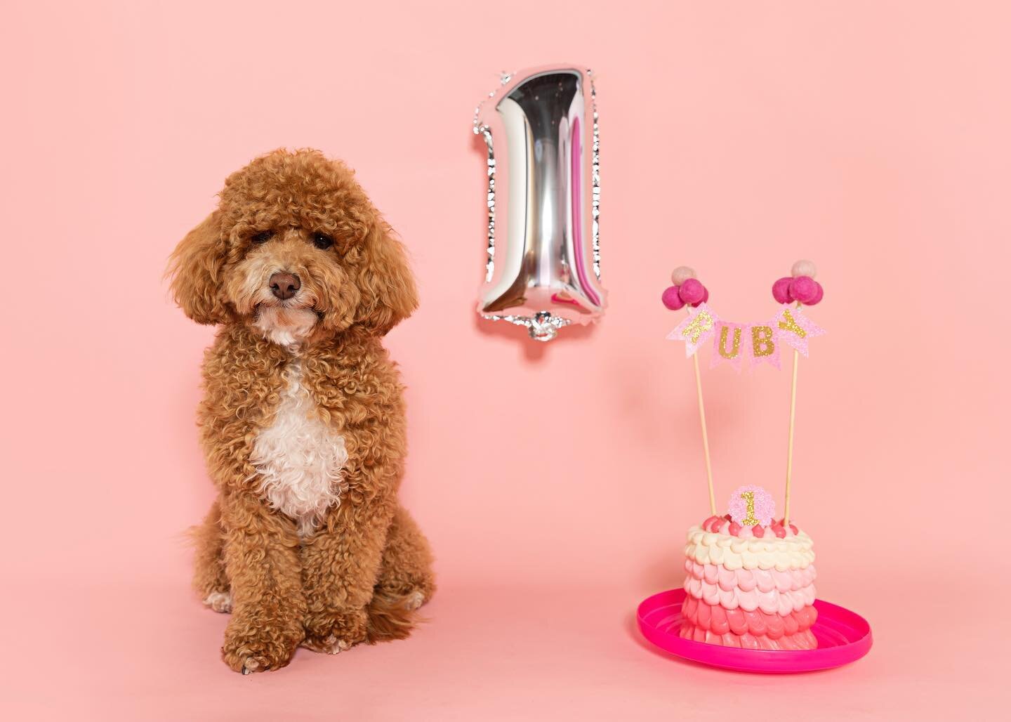 Is your furry baby&rsquo;s birthday or gotcha day coming up? Don&rsquo;t let your dog&rsquo;s birthday pass by without a celebration! Not only is it a chance to spoil your pup with treat and toys, but it&rsquo;s also an opportunity to create lasting 
