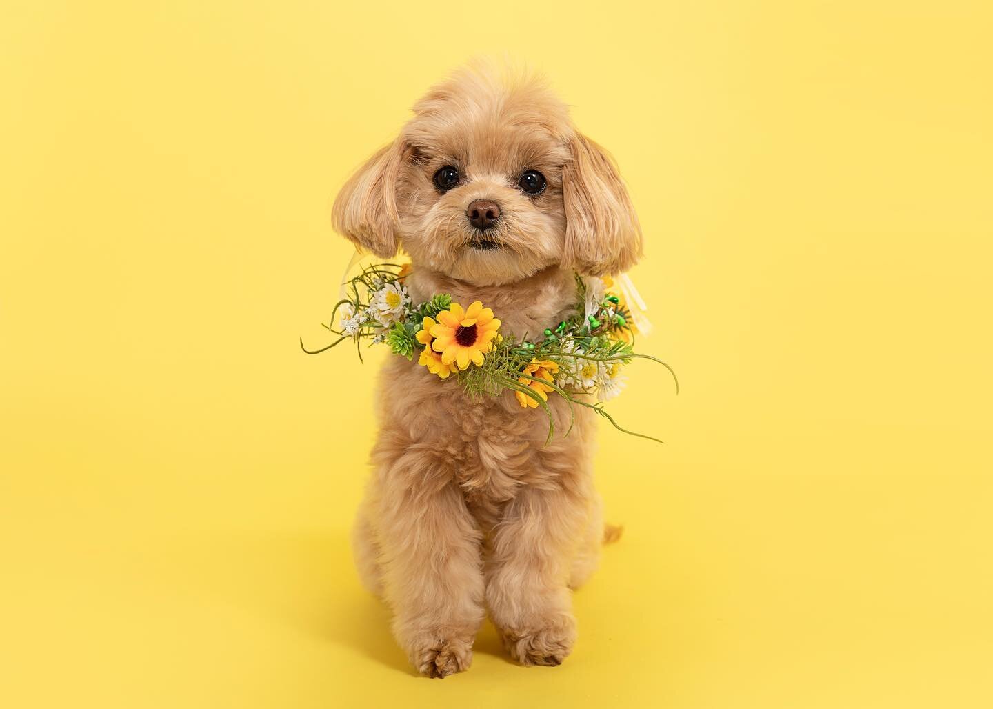 Attention all SLU dog owners! Get ready for the cutest lunch break ever! Give your furry friend a mid-day break with our lunchtime minis🧡

We have very limited spots during weekdays only. Book now and your dog will love being the start of the show📸