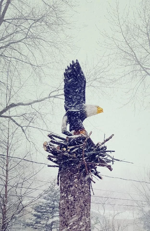 eagle in nest in snow.jpg