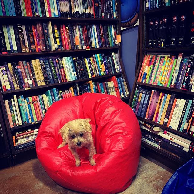 It’s been awhile since we did a daily recap, but today was such a great day it needed one. We had in so many first time customers, most of which found us via word of mouth referrals by other customers. Y’all, that means so much! The first customer said she’s never seen so many romance novels in one place and, well, we are #romancelandia and #indiesloveromance. Another customer came in to buy 45 #vinylrecords to stock his new juke box with, and that was so cool! We rounded out the day by helping a mother and daughter duo stick up on GenX and Millennial classic kid books. Don’t worry, though, #bookhouseEmily kept an eye on all the goings on today! #bookstoredog #indiebound #bookstagram #smyrna #mableton