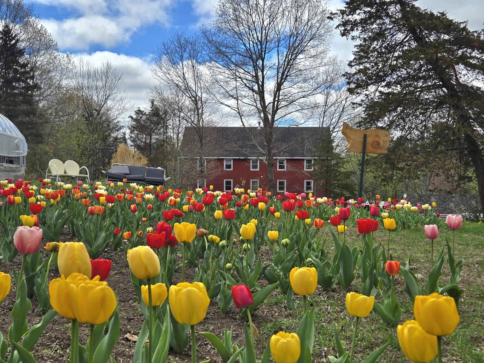 tulips.png