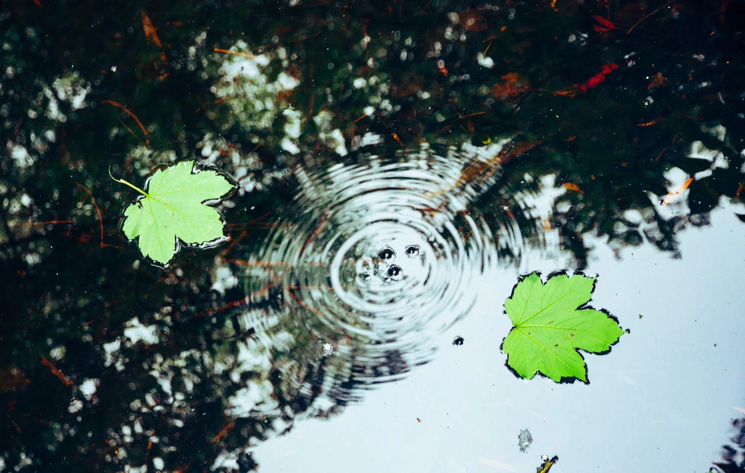 Looking Up – Reflections on COVID19, Spring/Summer 2020