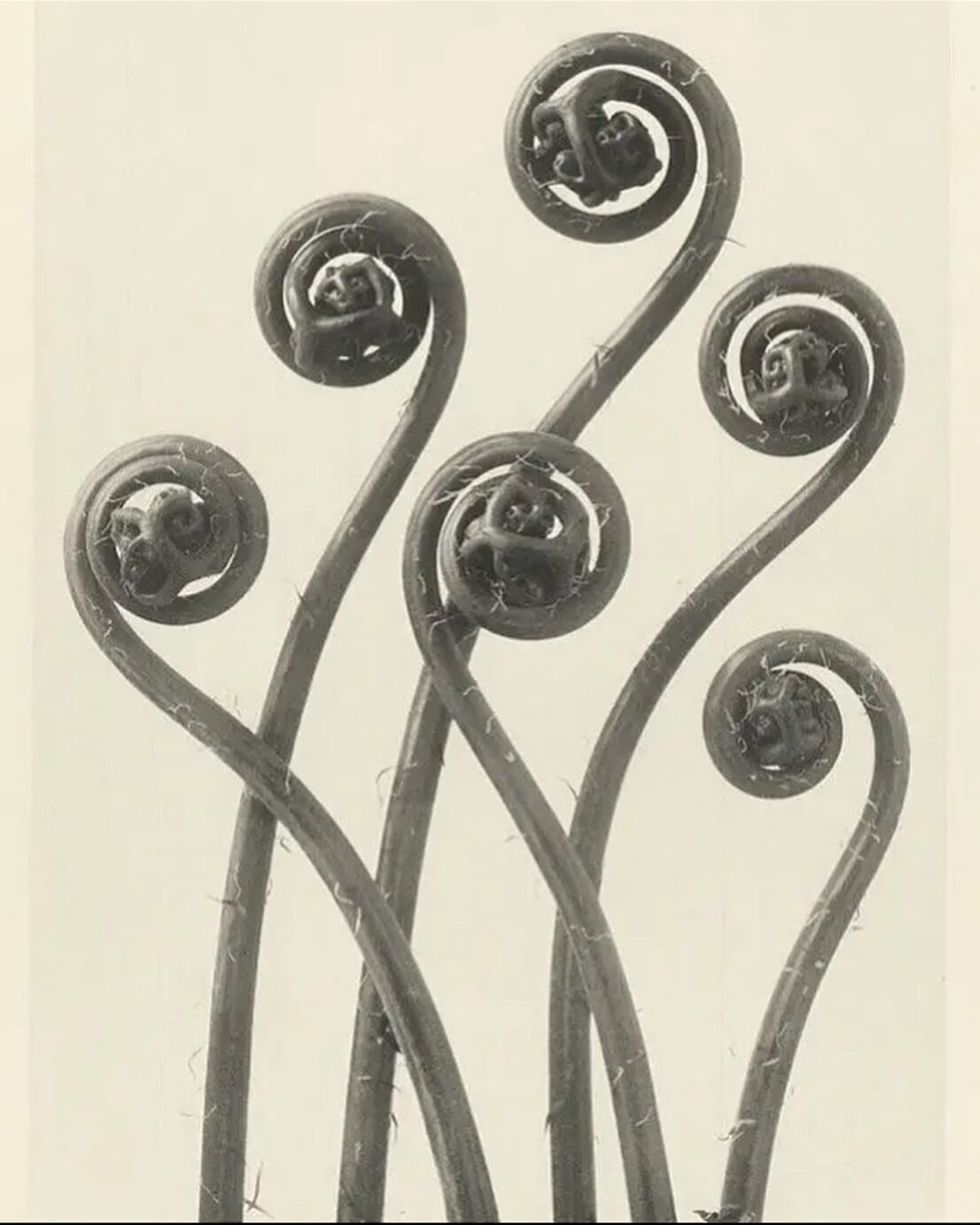 Karl Blossfeldt