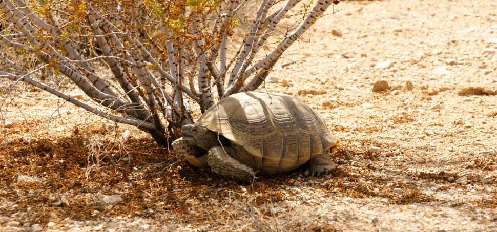 turtle.jpg