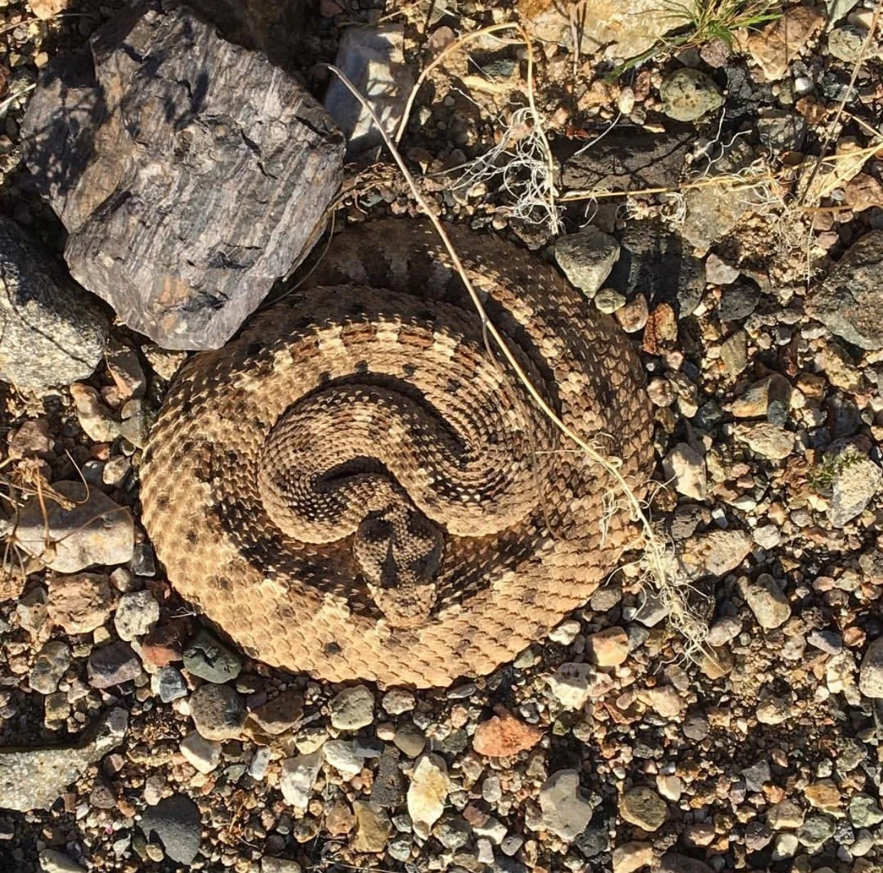 Pax_Reptile_rattlesnake_Brandon titus.JPG