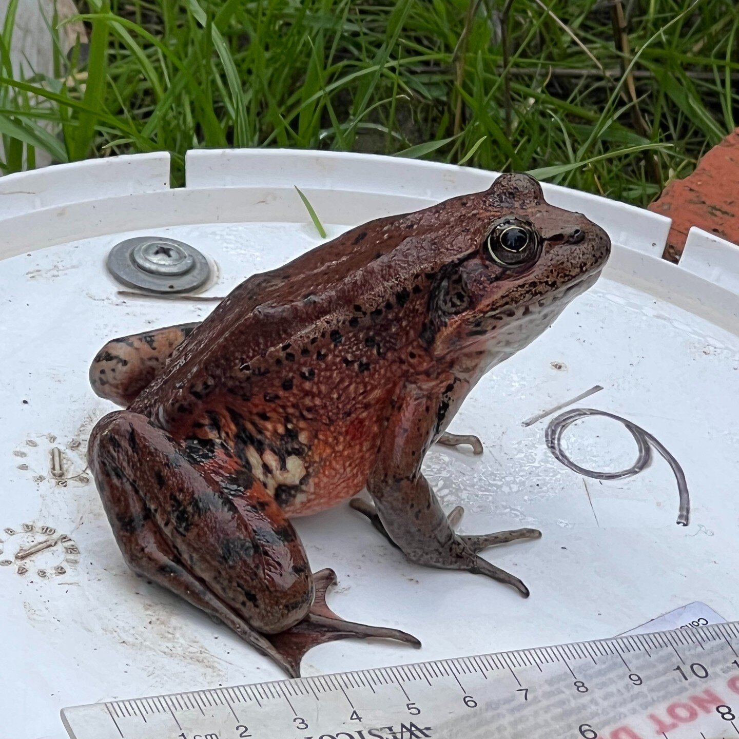 Pax Biologists have been participating in California red-legged frog (Rana draytonii) training workshops with permitted biologists to enhance their identification skills and protocol-level survey experience. The California red-legged frog is federall