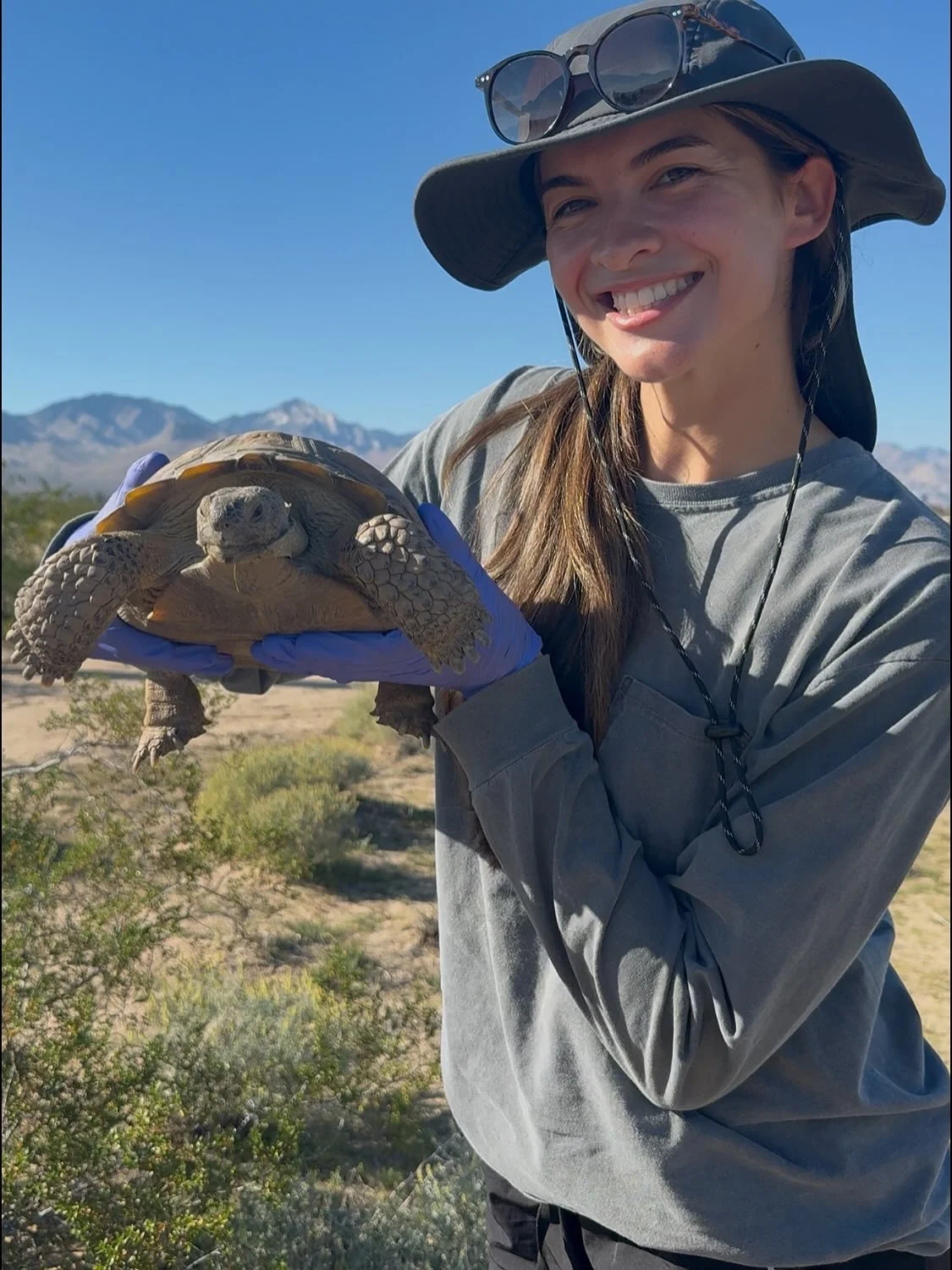 DETO! This past weekend, several Pax biologists participated in a desert tortoise training organized by the @deserttortoisecouncil . The training provides field experience in the identification of tortoise and sign, processing tortoise, and walking t