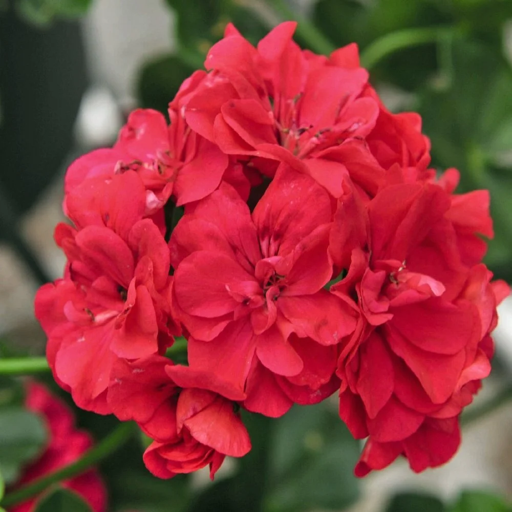 Geranium Ivy — Wild Roots Greenhouse & Market