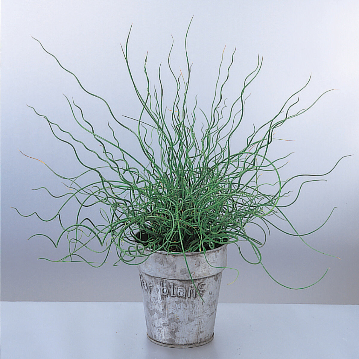 JUNCUS_GRACEFUL_GRASSES_SPIRALIS_SOFT_RUSH_BH_JUNSP_01.jpg