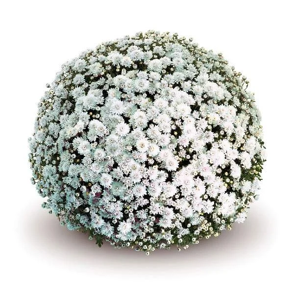 Fall Mum Catalog — Wild Roots Greenhouse & Market