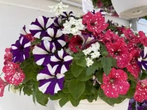 Confetti-Garden-Stars-and-Stripes-Honor-Dummen-300x225.jpg