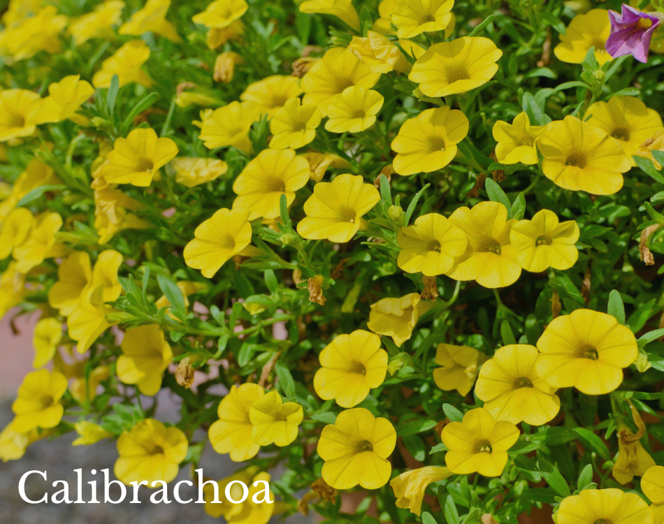 calibrachoa.png